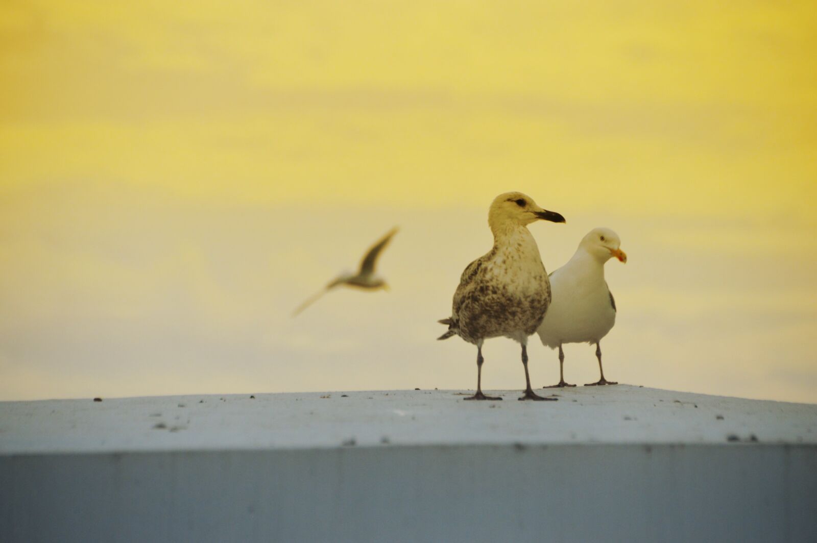 Nikon D3200 sample photo. Bird, seagull, gull photography