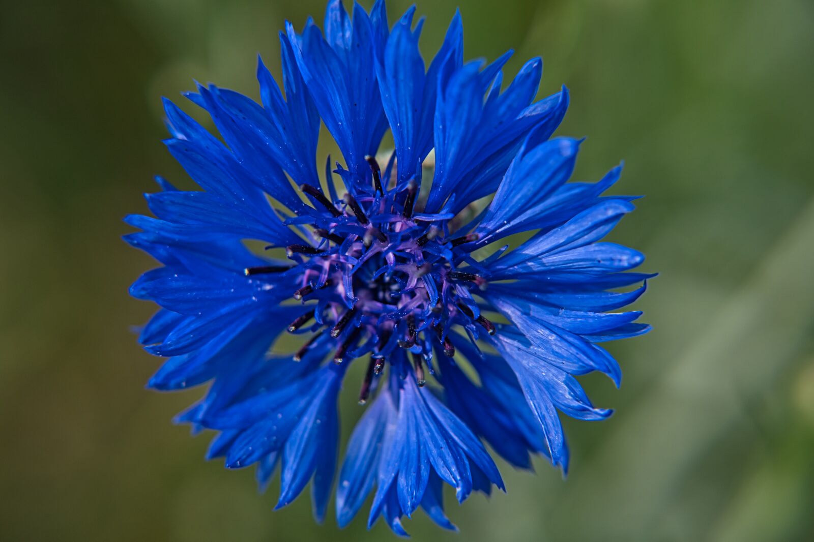 Sony a6400 sample photo. Wild flower, cornflower, flower photography