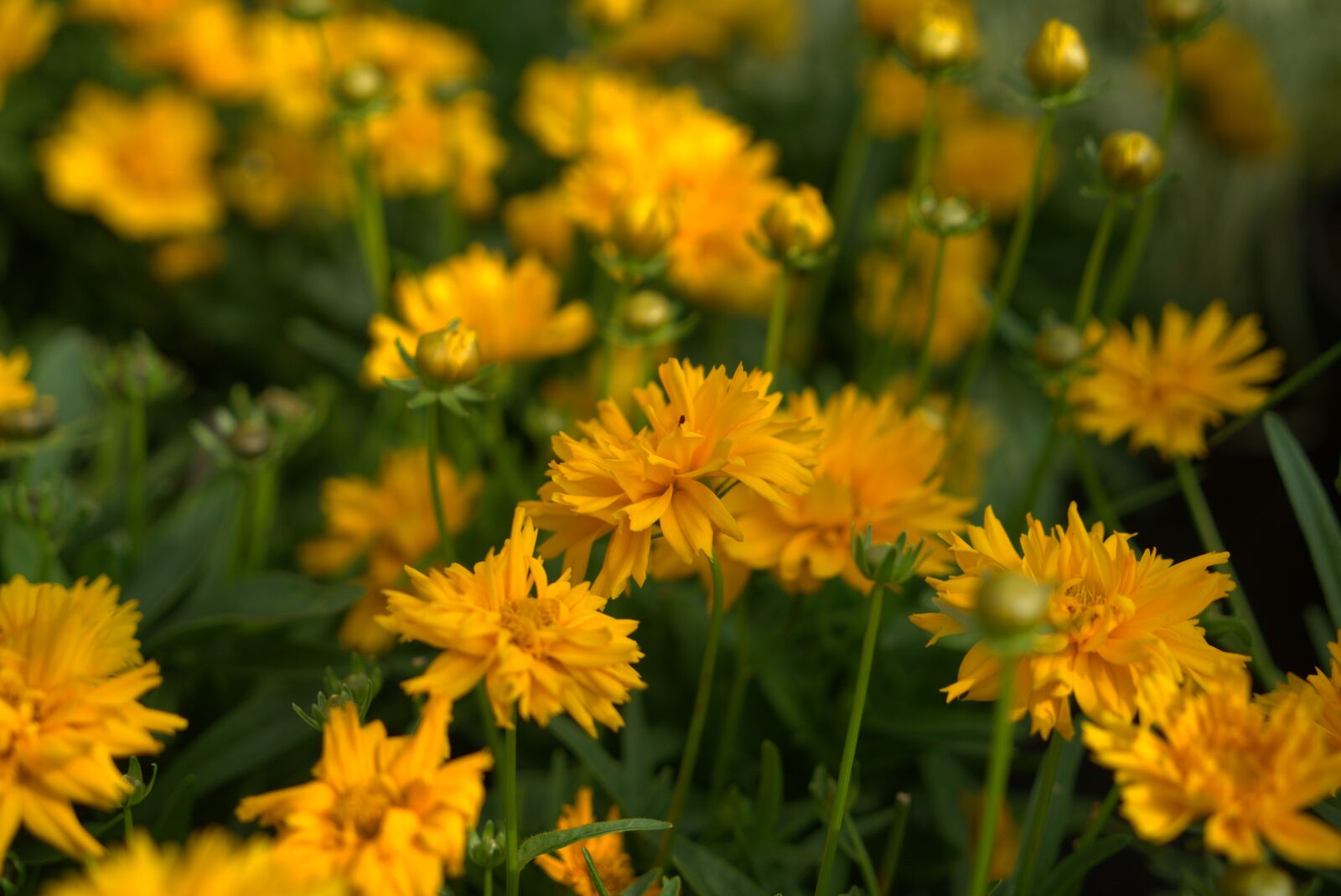 Sony a7 II + Sony Vario Tessar T* FE 24-70mm F4 ZA OSS sample photo. Flower, yellow, summer photography