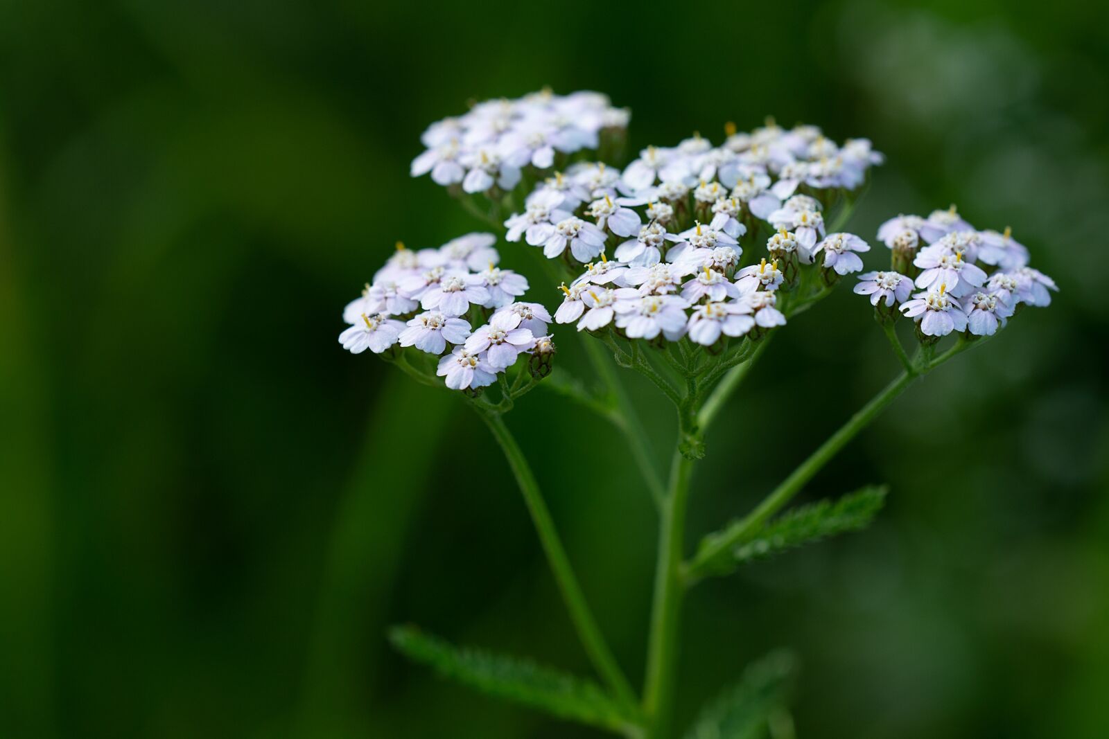 Nikon D7100 sample photo. Plant, flowers, white flowers photography