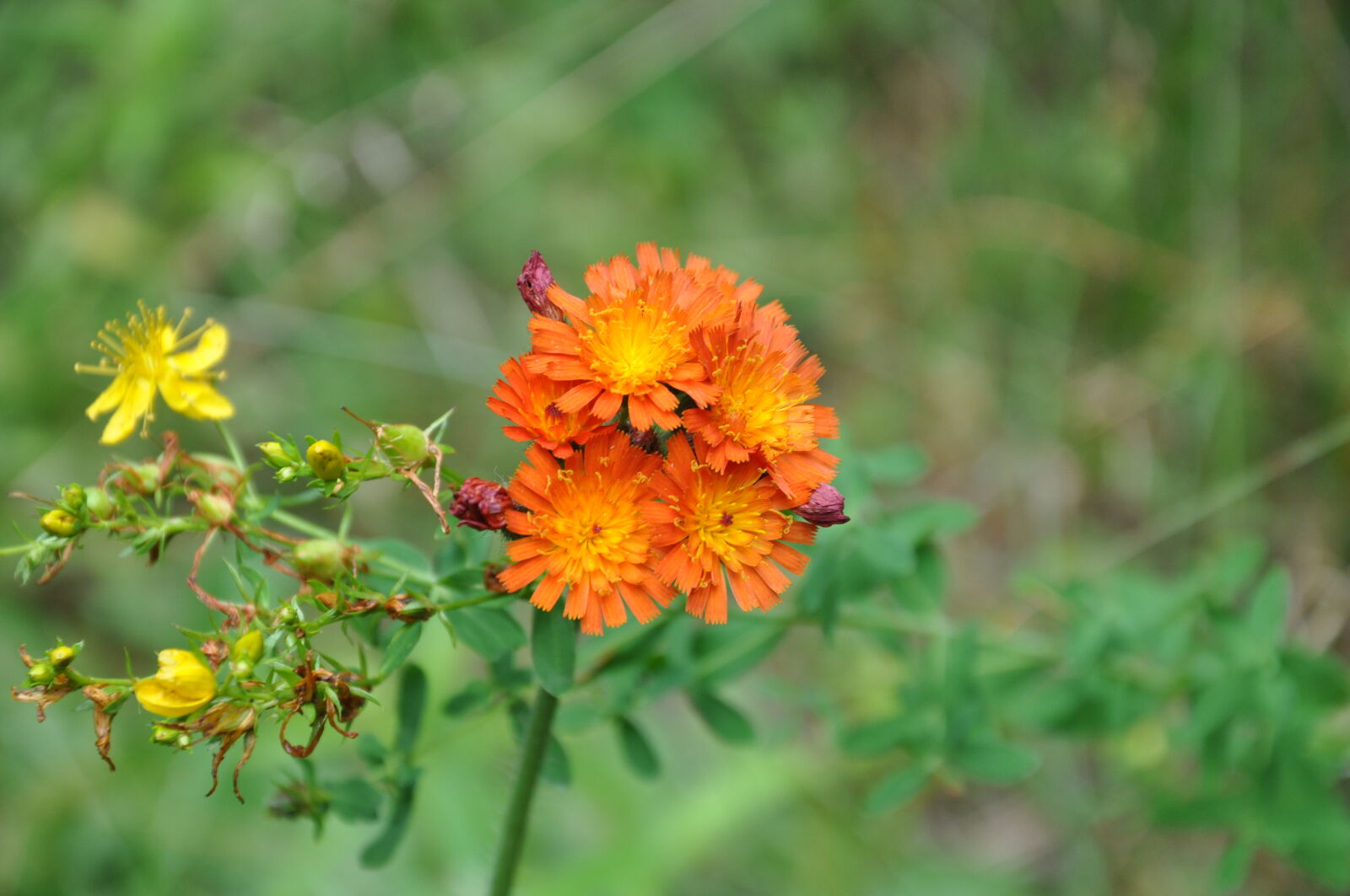 Nikon D90 sample photo