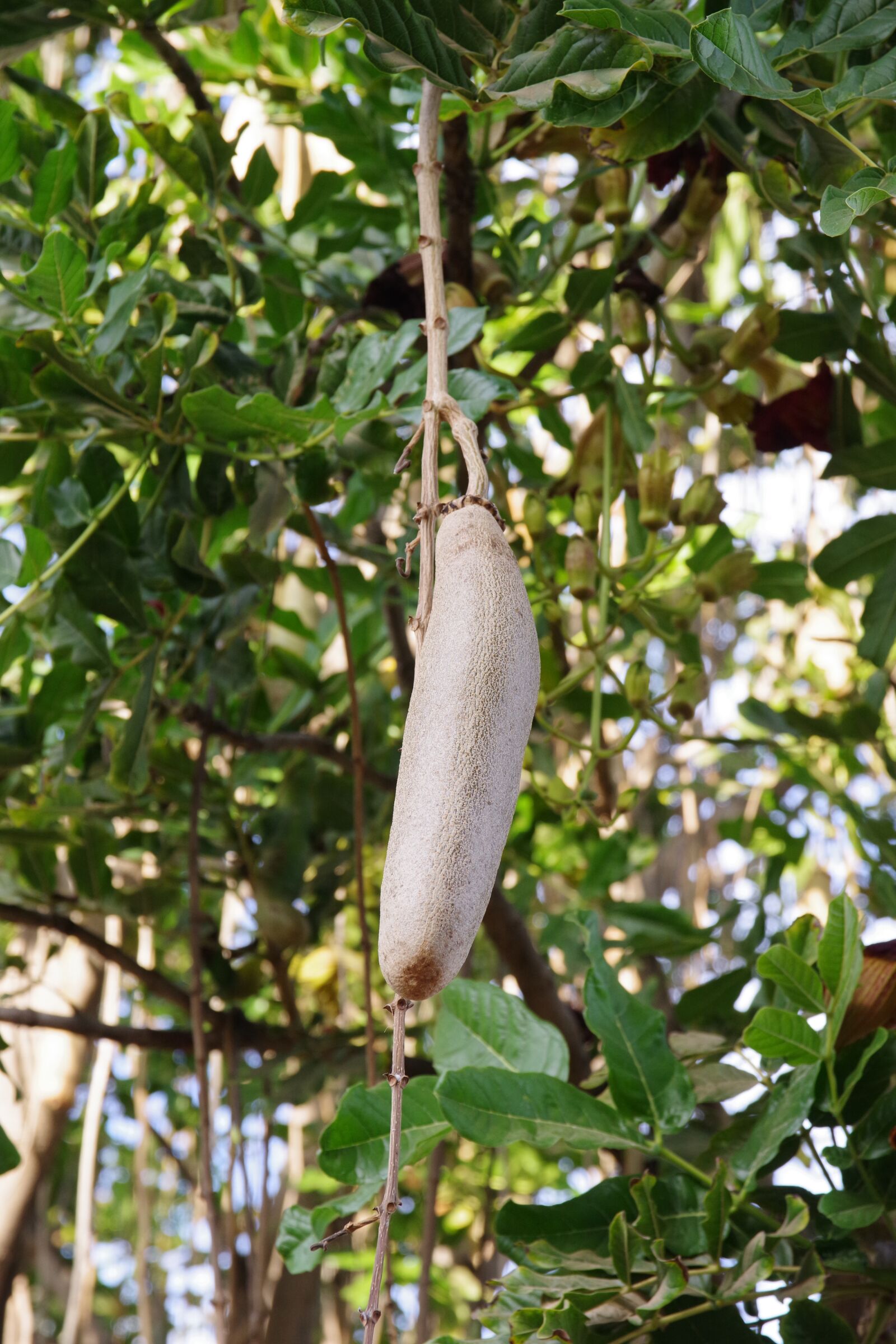 Pentax K-70 sample photo. Sausage tree, kigelia, gran photography
