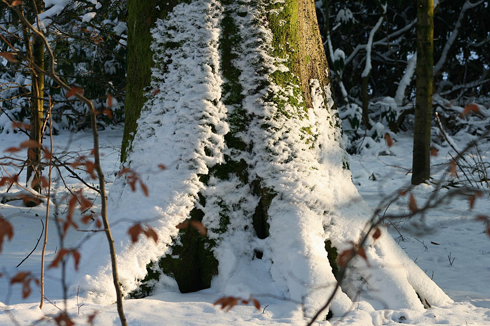 Canon EOS 400D (EOS Digital Rebel XTi / EOS Kiss Digital X) sample photo. Snow, winter, nature photography