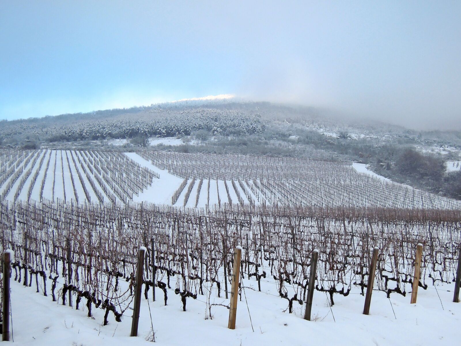 Nikon Coolpix P300 sample photo. Vineyard, grape, winter photography