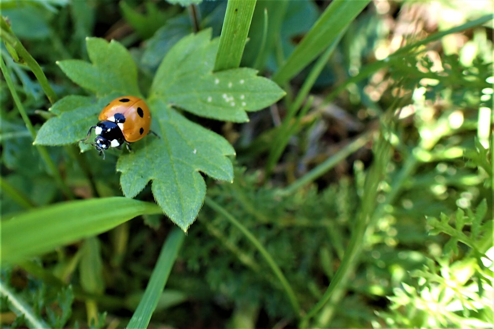 Olympus TG-4 sample photo. Ladybug, green, leaf photography