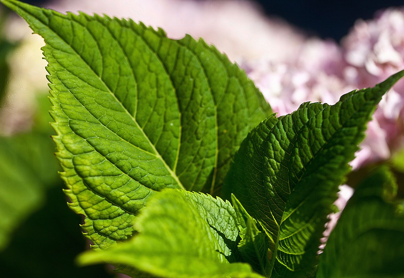 Canon EOS 5D Mark II sample photo. Foliage, georgia, list of photography