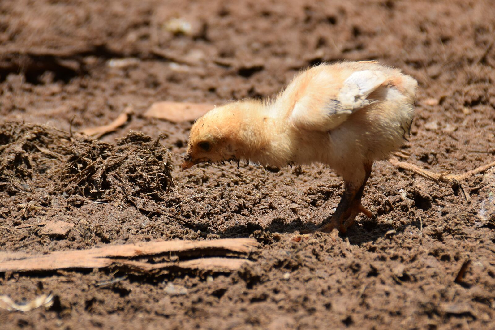 Nikon D5300 sample photo. Chicks, bird, zico photography