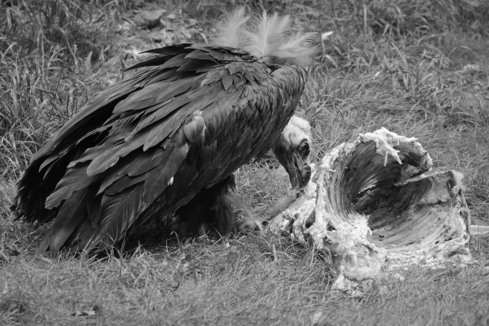 Nikon D5200 sample photo. Vulture, animal, bird photography