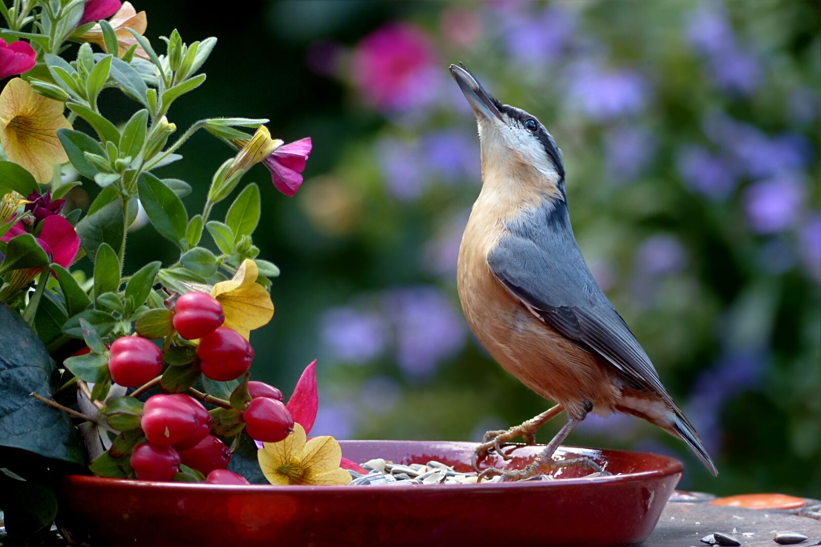 Panasonic Lumix DMC-FZ200 sample photo. Animal, bird, kleiber photography