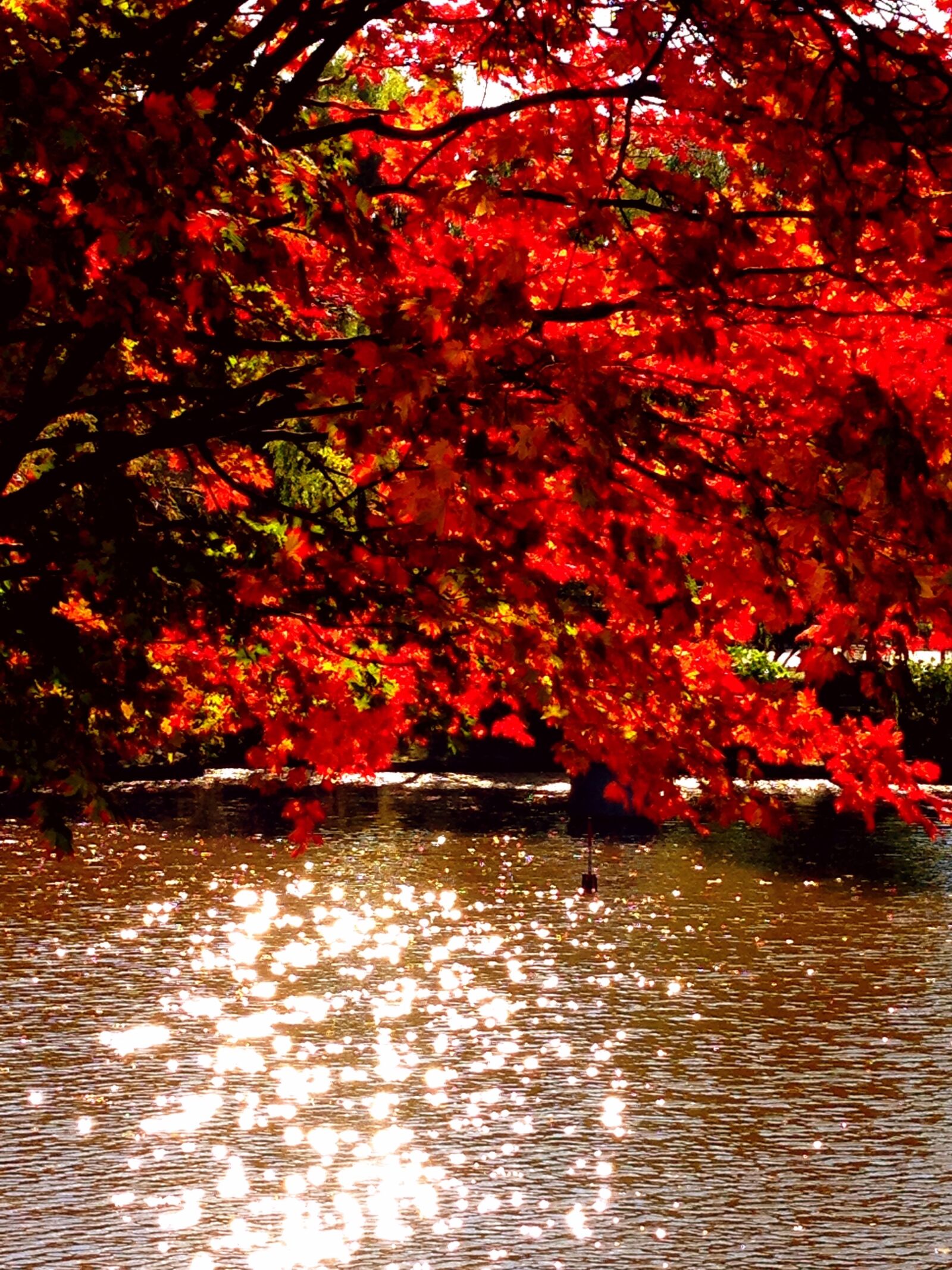 iPhone 5 back camera 4.12mm f/2.4 sample photo. Autumn, maple, autumnal leaves photography