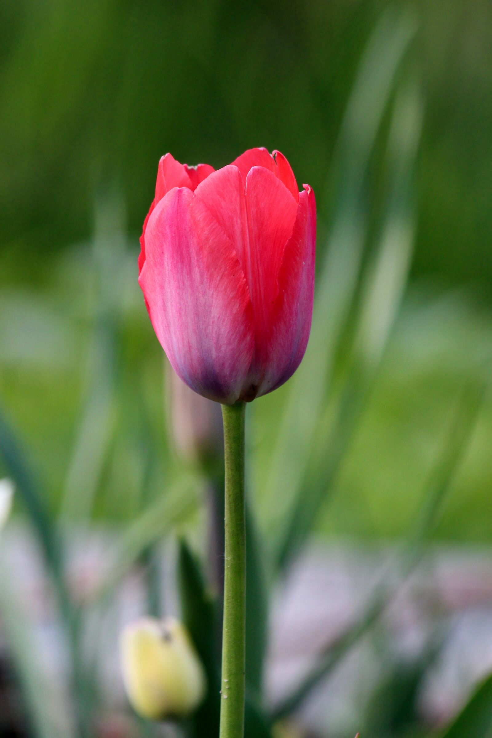 Canon EOS 650D (EOS Rebel T4i / EOS Kiss X6i) sample photo. Tulip, nature, flower photography