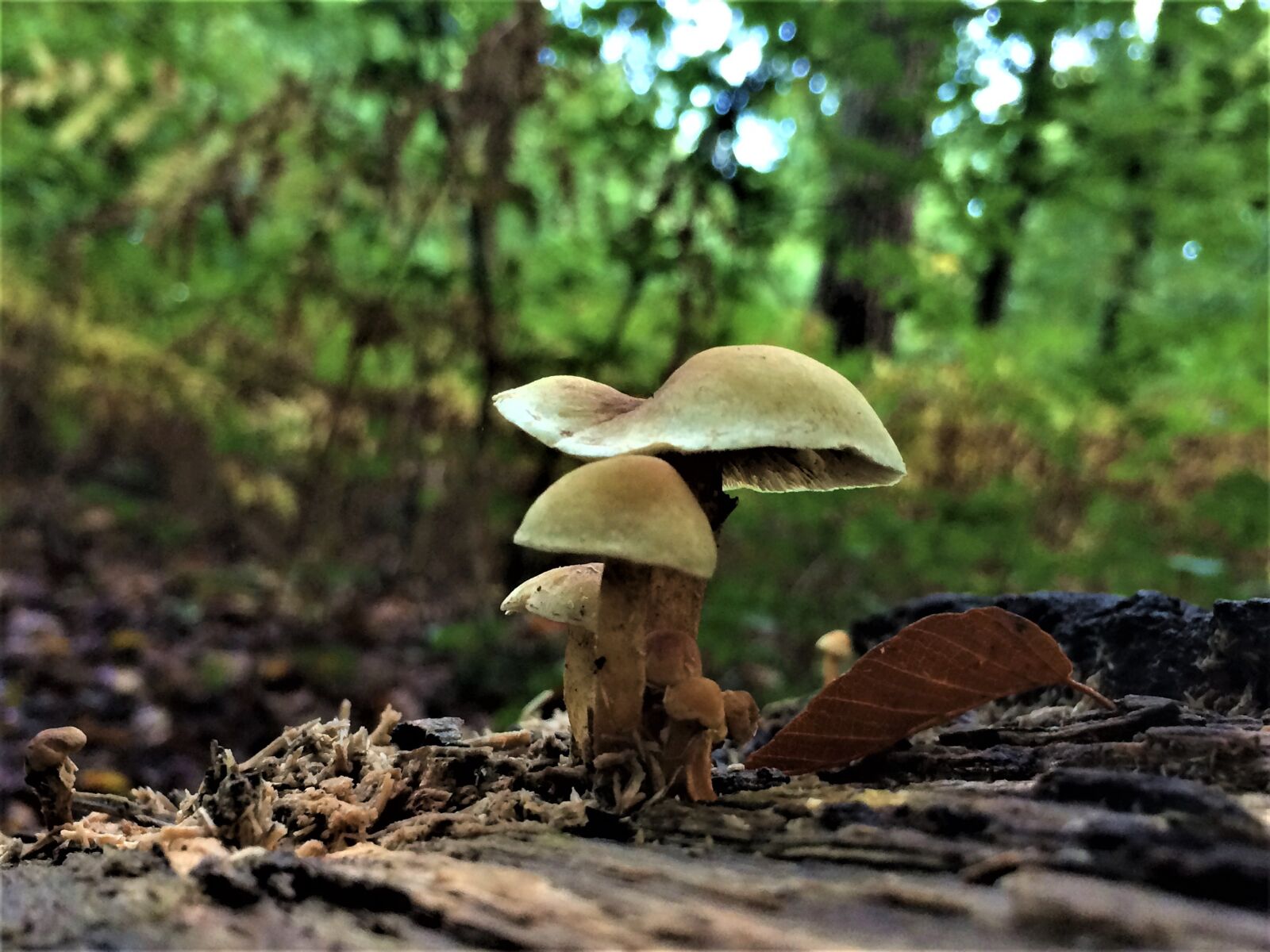 Apple iPhone 5s sample photo. Mushrooms, magic, forest photography