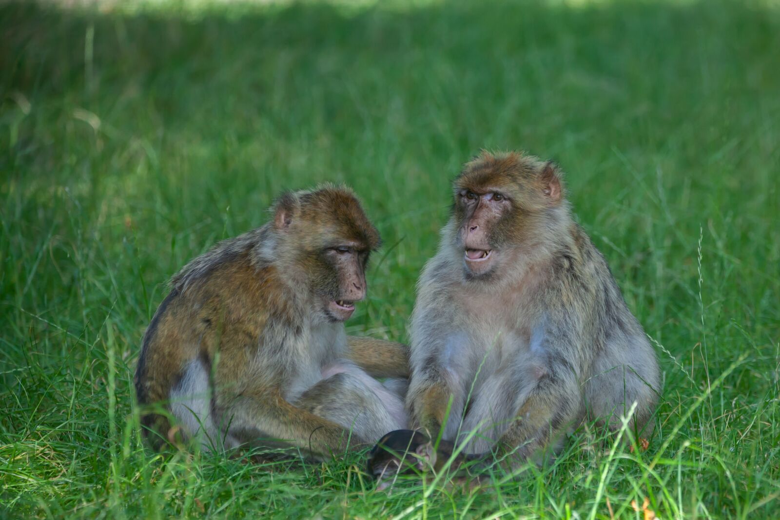 150-600mm F5-6.3 DG OS HSM | Contemporary 015 sample photo. Barbary macaque, barbary, macaques photography