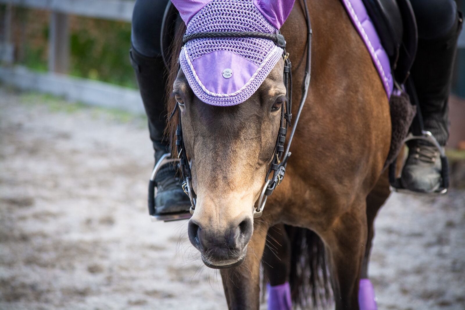 Nikon D7100 sample photo. Horse, pony, ride photography