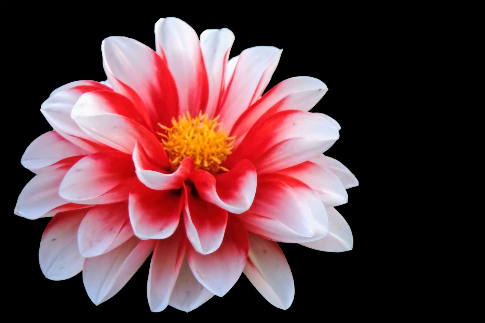 Nikon Coolpix P520 sample photo. Blossom, bloom, red white photography