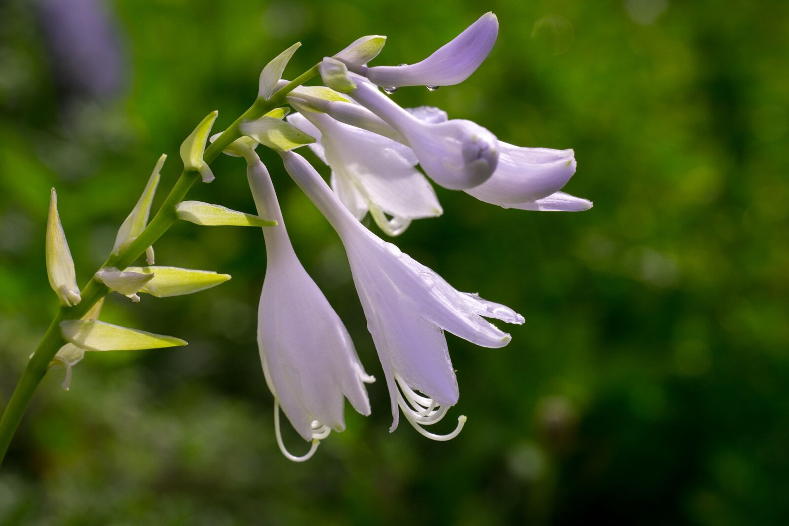 Nikon D7100 sample photo. Plantain lily, sweetheart lily photography