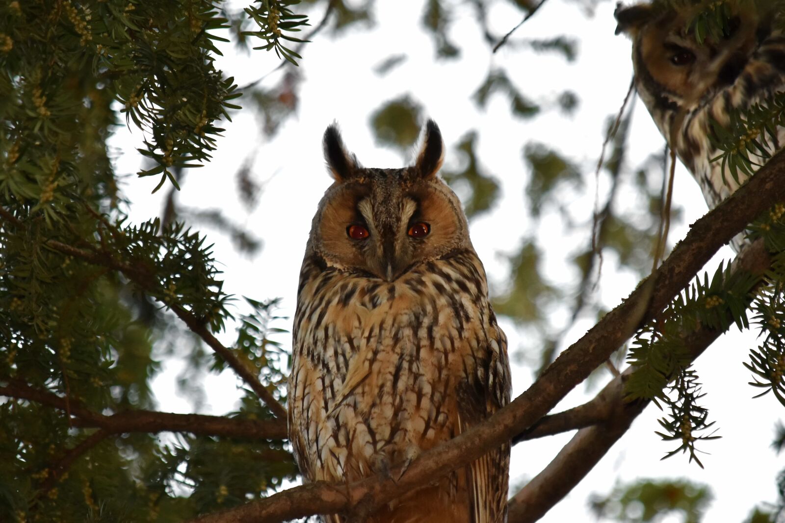 Nikon D5500 sample photo. Animals, bird, eyeball, eyes photography