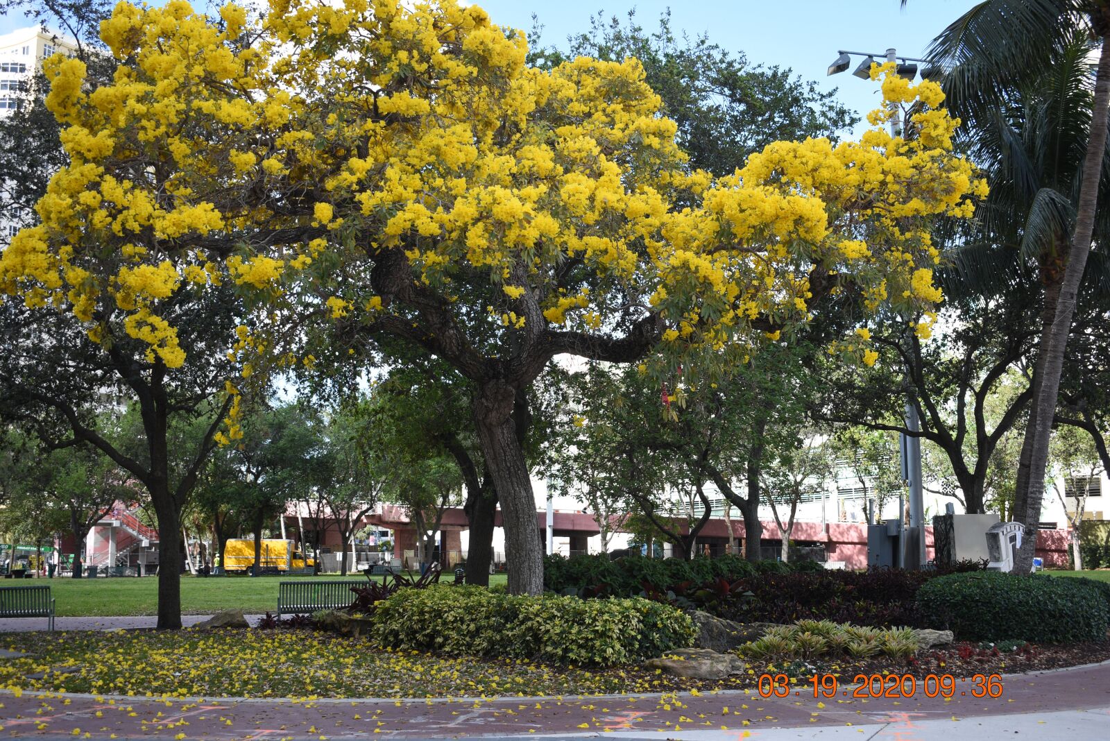 Nikon D3400 sample photo. Park, tree, landscape photography