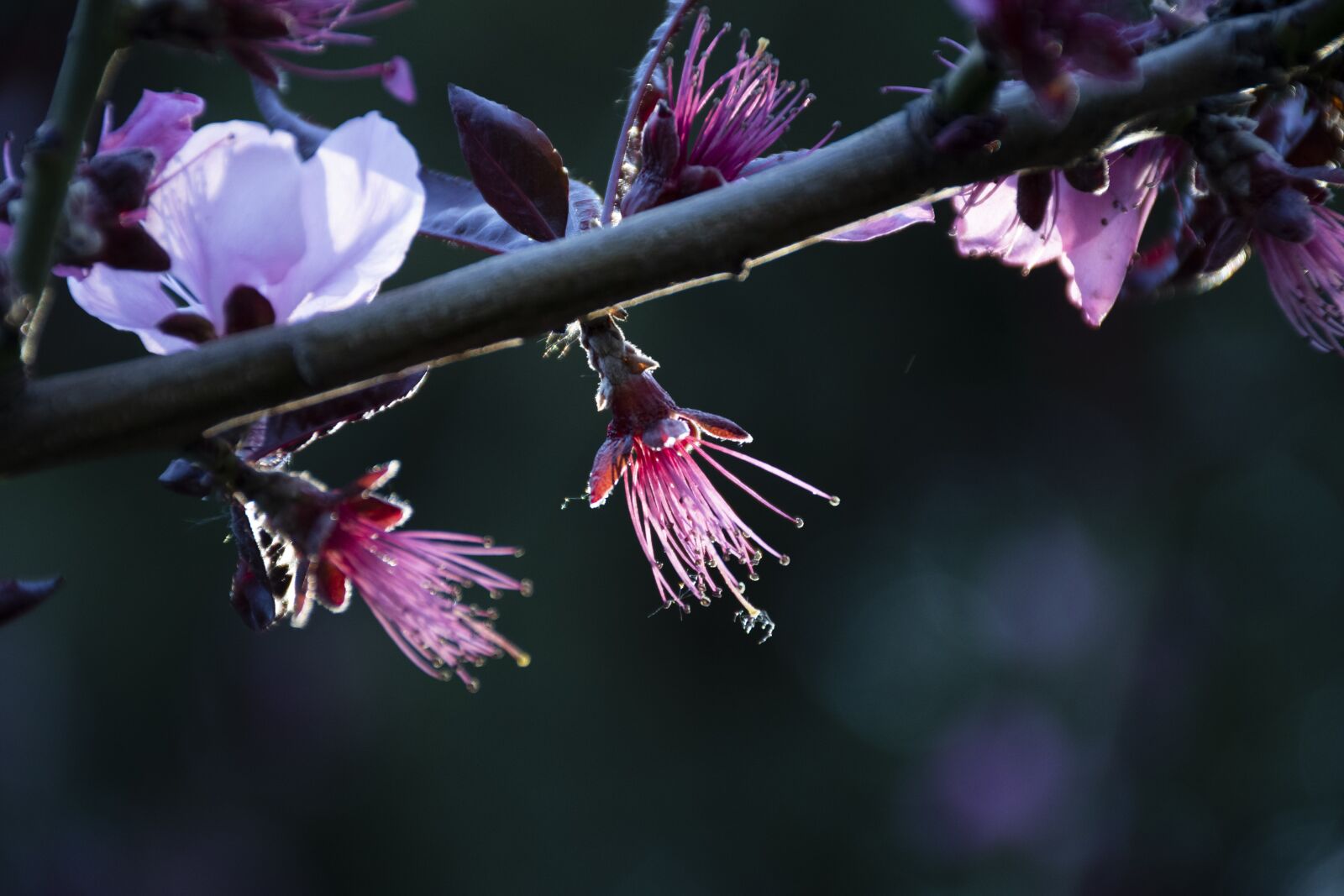 Nikon D7500 sample photo. Plant, flowers, spring photography