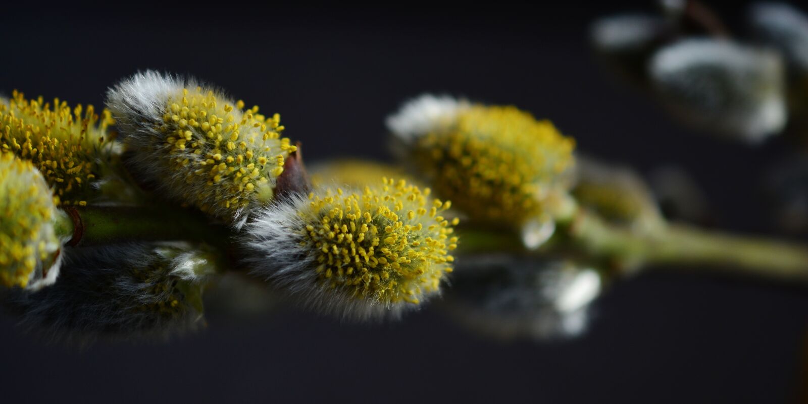 Nikon D5200 sample photo. Pasture, willow catkin, inflorescence photography