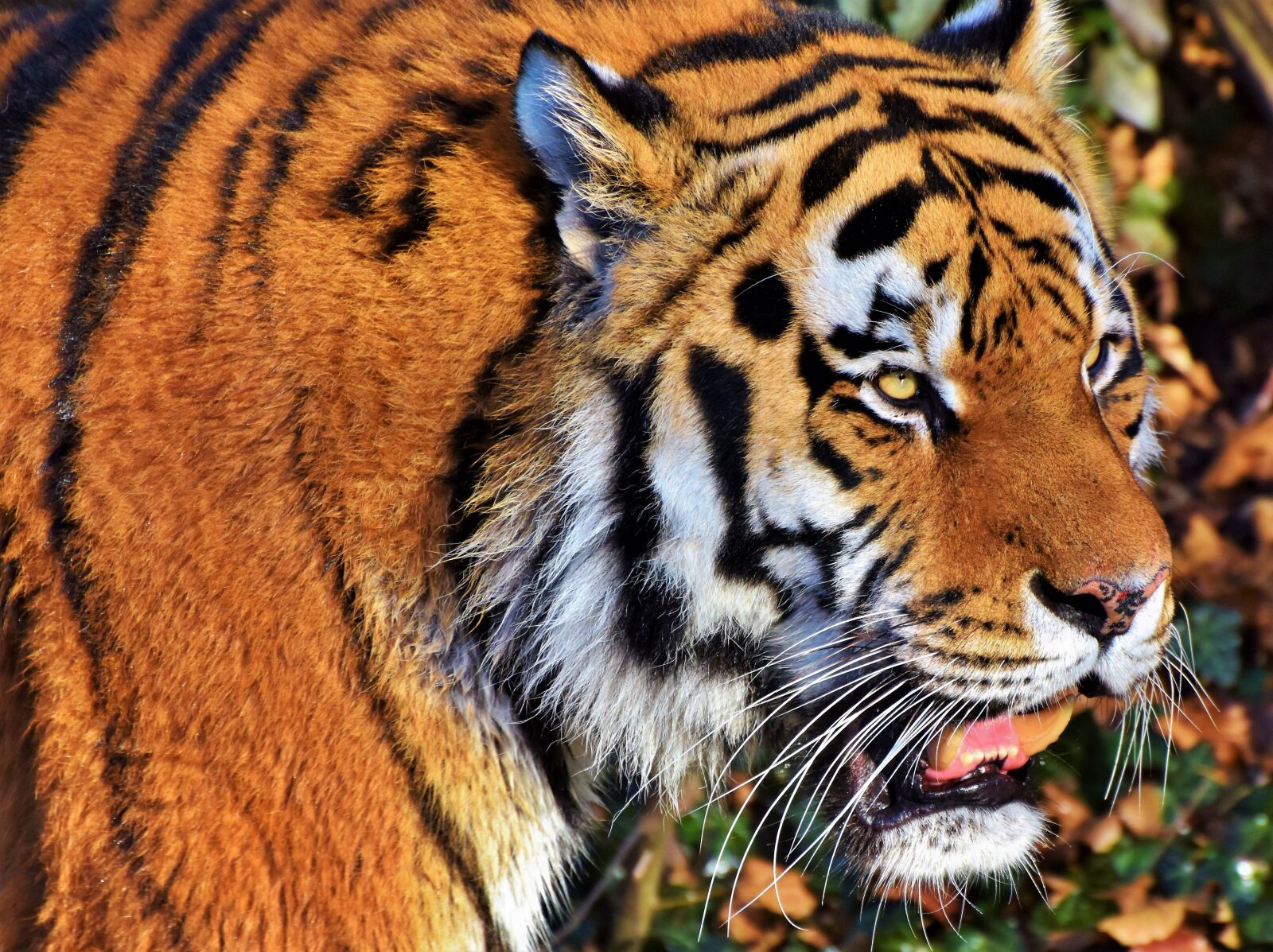 Nikon D7200 sample photo. Tiger, big cat, predator photography