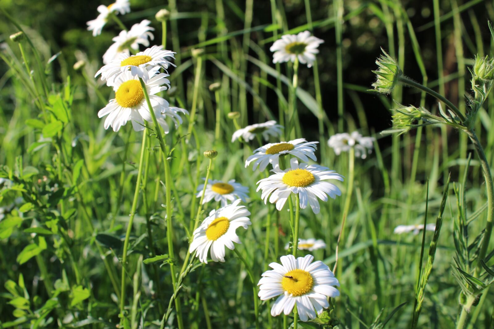 Canon EOS 1300D (EOS Rebel T6 / EOS Kiss X80) sample photo. Chamomile, meadow, field photography