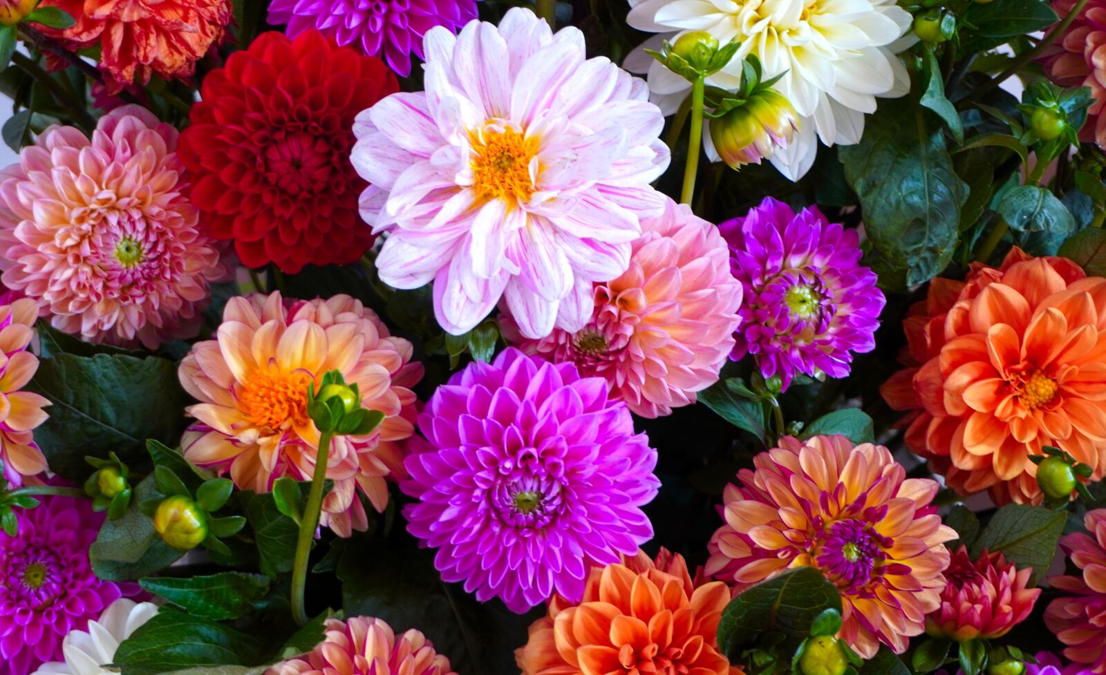 Sony a6400 sample photo. Dahlia, blossom, bloom photography