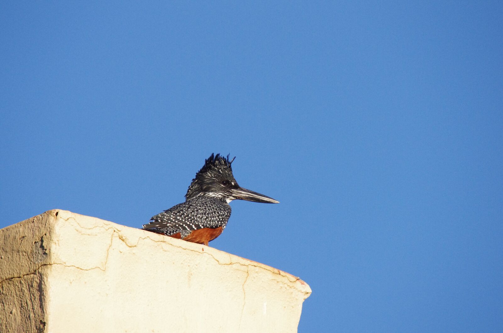 Pentax K-5 sample photo. Bird, kingfisher, nature photography