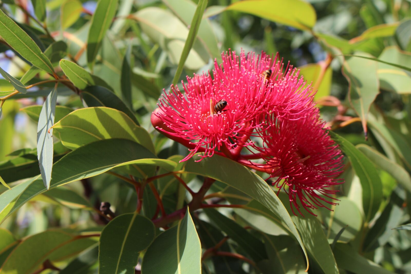 Canon EOS 700D (EOS Rebel T5i / EOS Kiss X7i) sample photo. Pollination, honeybees, eucalyptus photography