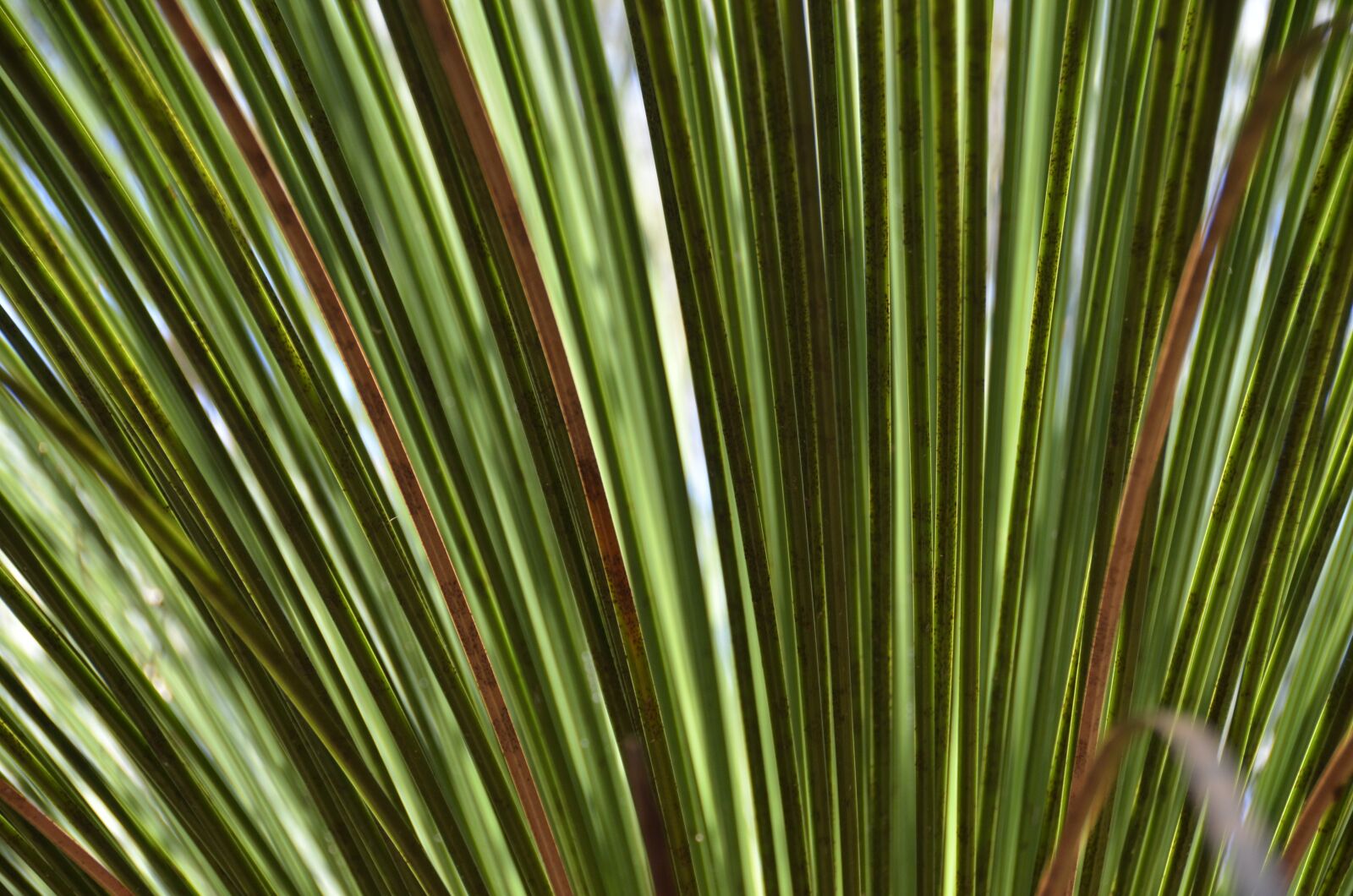 Nikon D7000 sample photo. Leaf, plant, any person photography