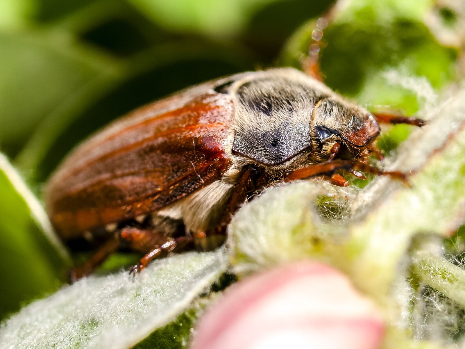 Olympus E-520 (EVOLT E-520) + OLYMPUS 35mm Lens sample photo. Maikäfer, beetle, insect photography