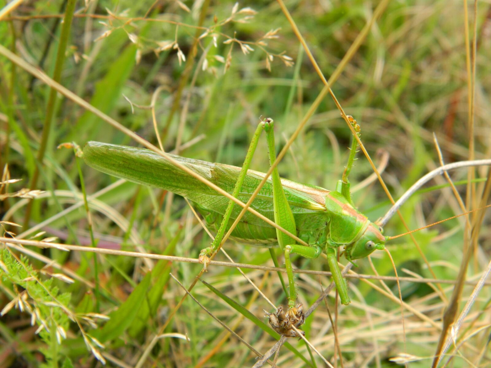 Nikon Coolpix L120 sample photo. Viridissima, tettigonia viridissima, insect photography