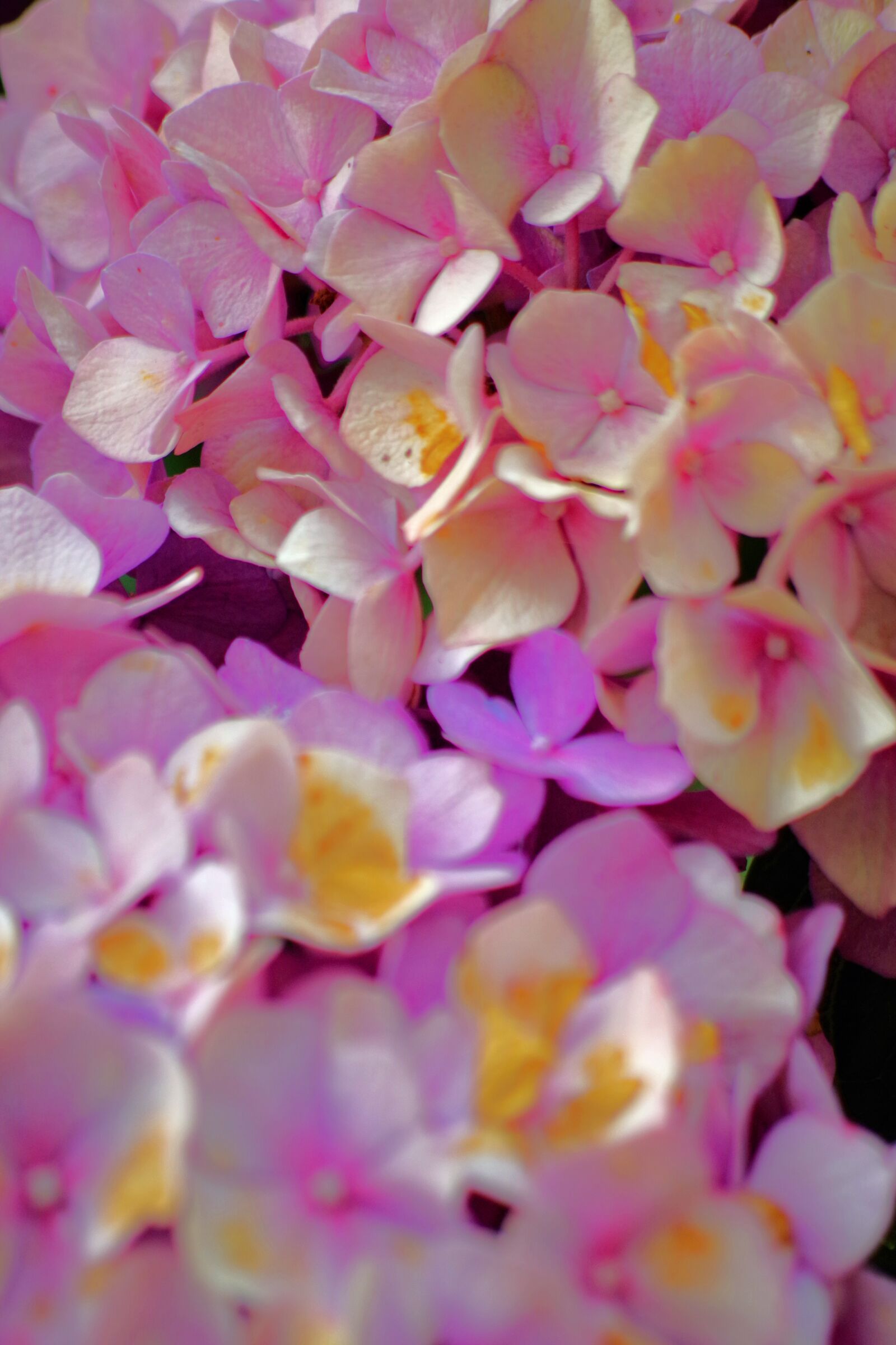 Pentax K-S2 sample photo. Hydrangea flower, pink, hydrangea photography