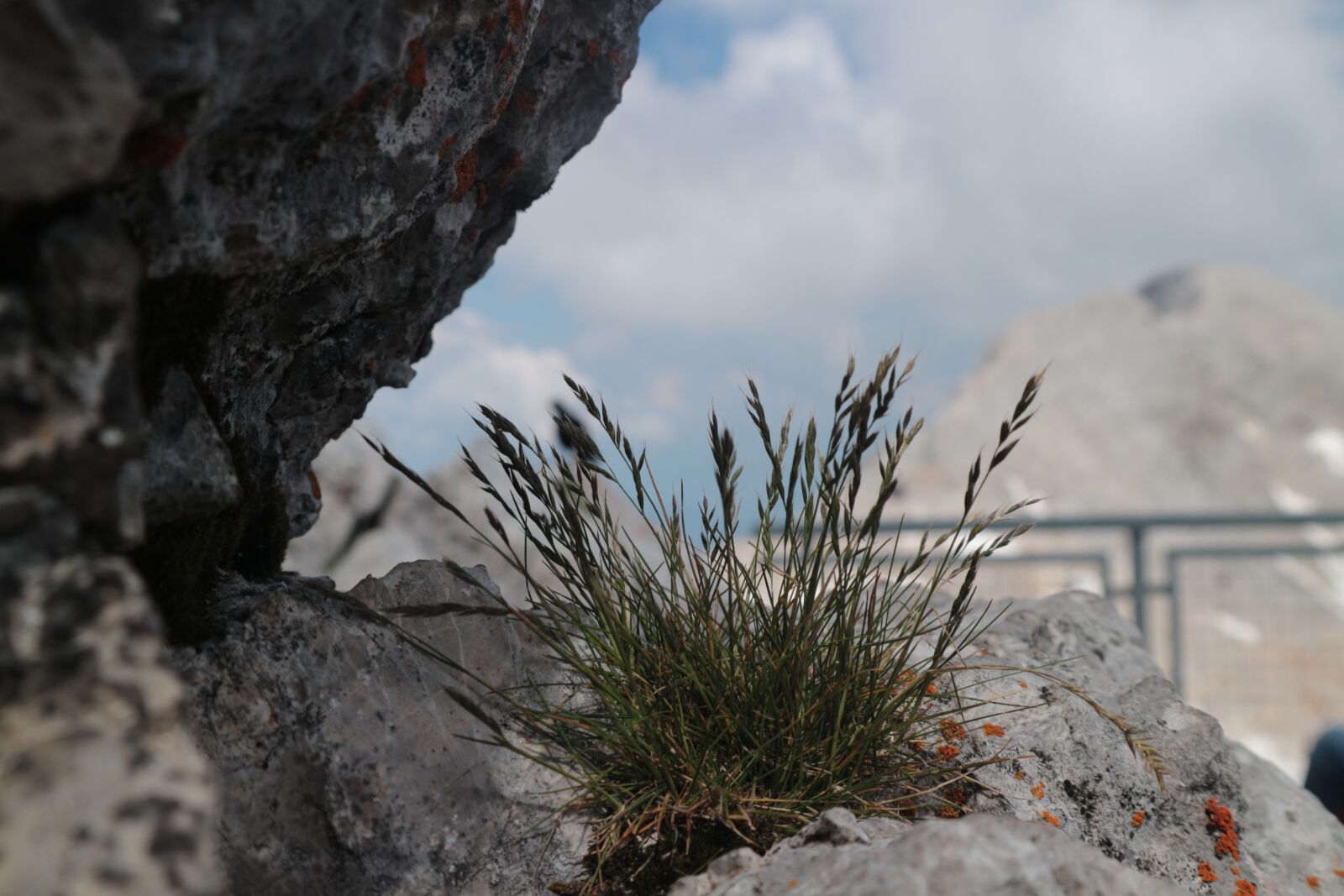 Canon EOS M10 sample photo. Plants, rocks, grow photography