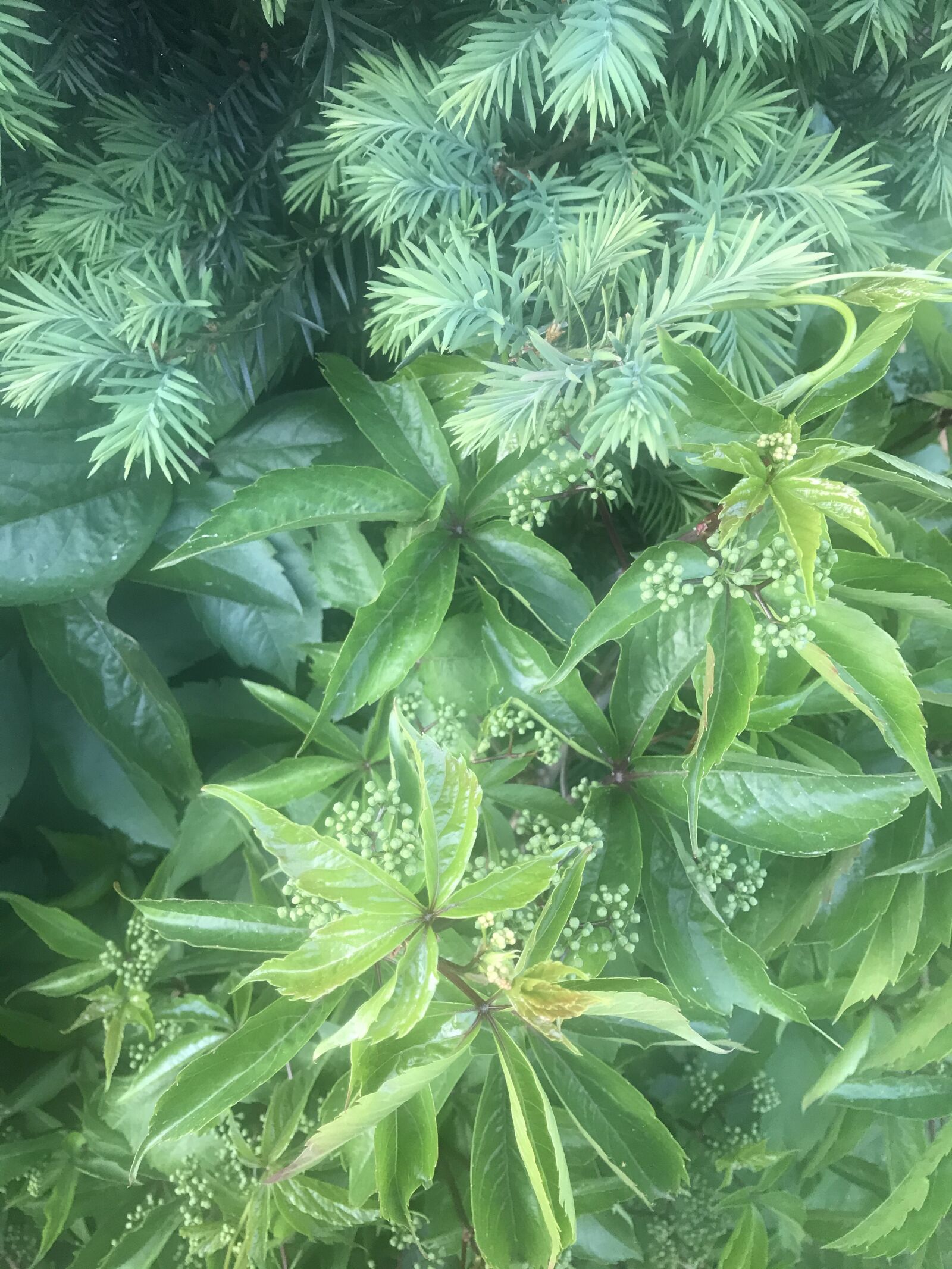 iPhone 7 back camera 3.99mm f/1.8 sample photo. Bush, shrubs, green photography
