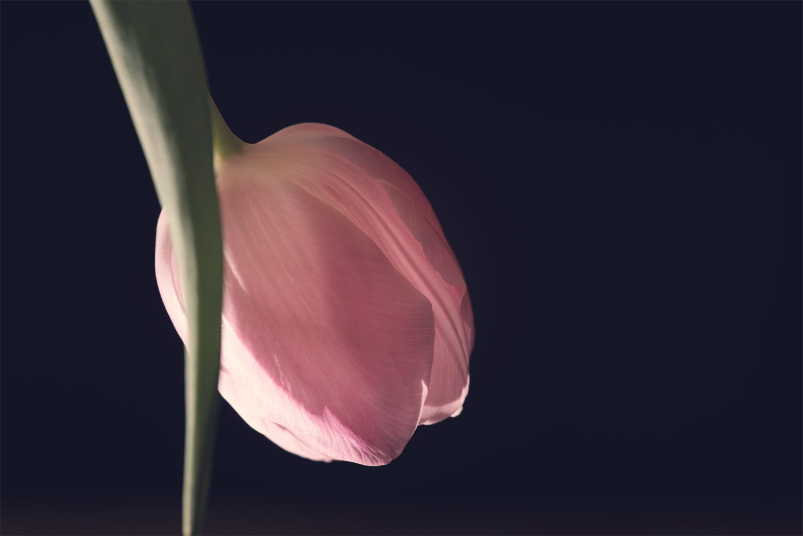 Nikon D750 sample photo. Tulip, pink, flower photography