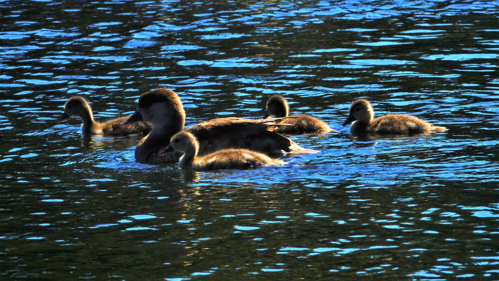 Sony Cyber-shot DSC-RX10 III sample photo. Ducks, duck family, waterfowl photography