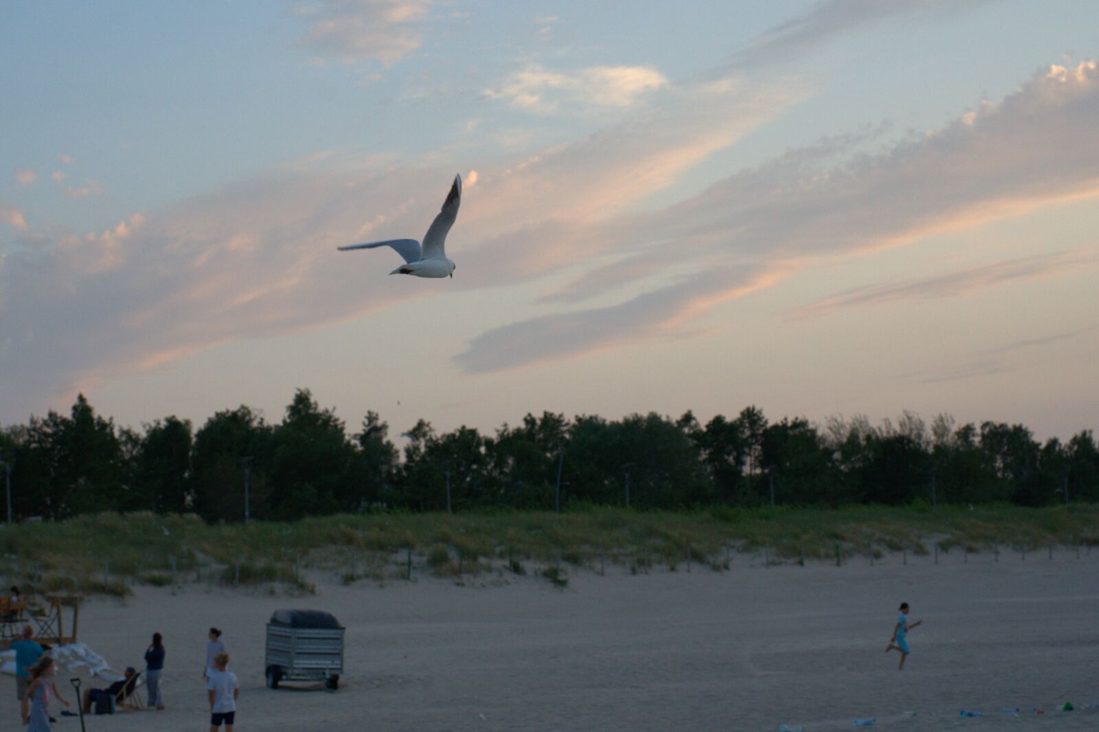 Sony FE 50mm F2.8 Macro sample photo. Seagull, beach, sunset photography
