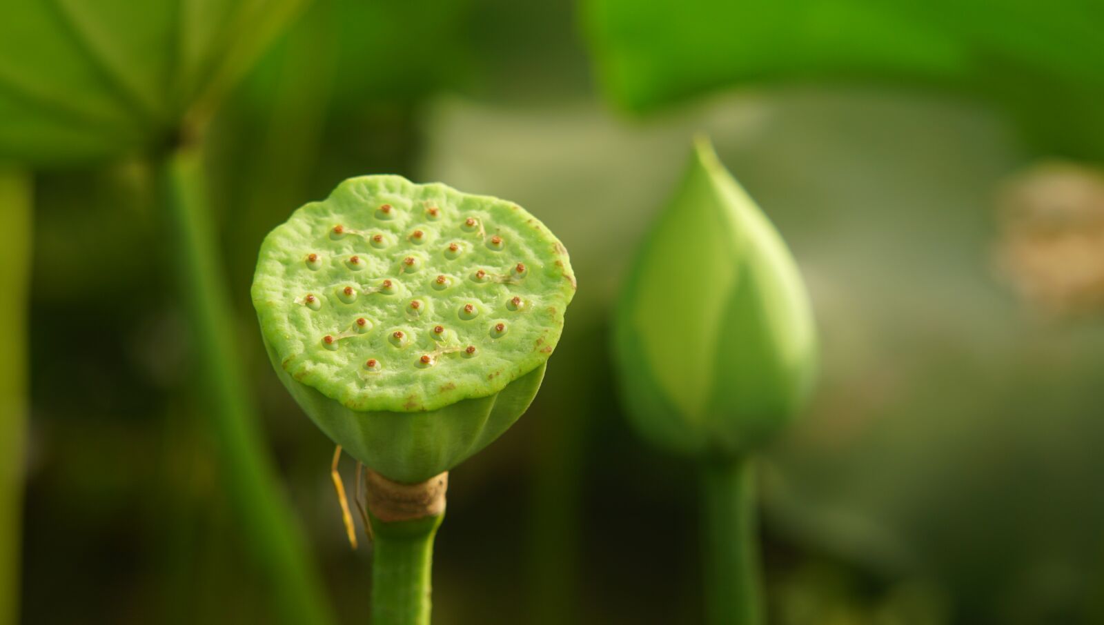 Sony a6300 + Sony FE 70-200mm F4 G OSS sample photo. Lotus, flower, green photography