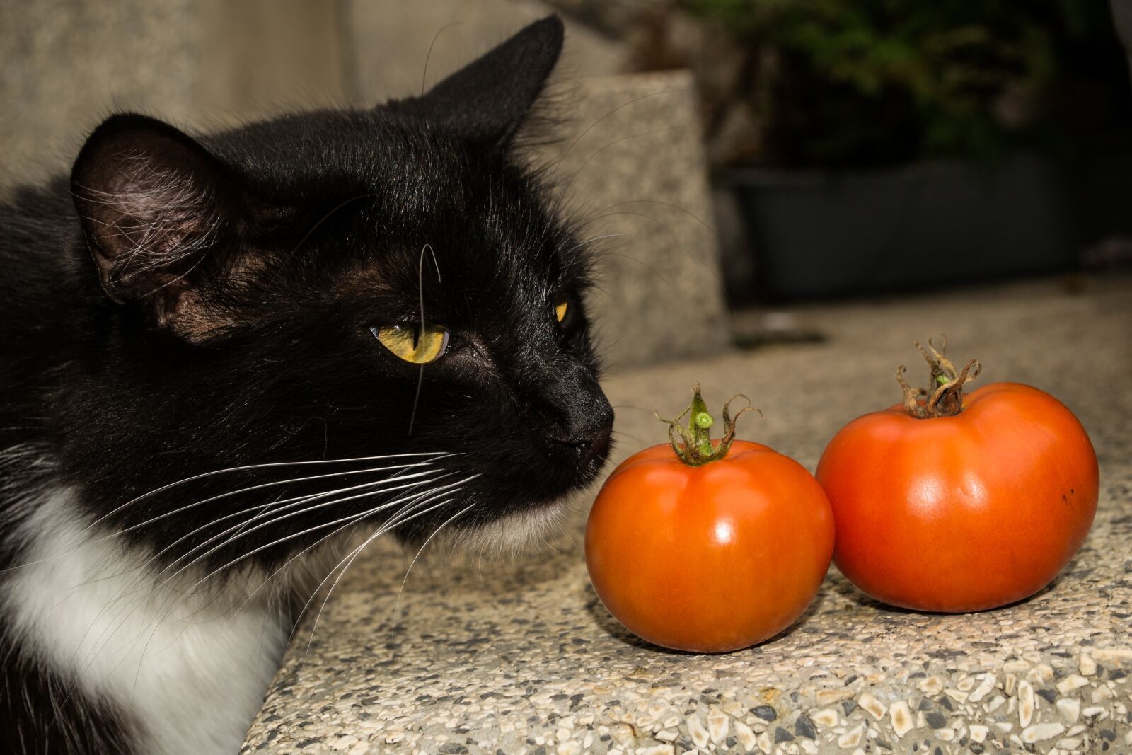 Nikon D3100 sample photo. Cat, cute, mammal photography