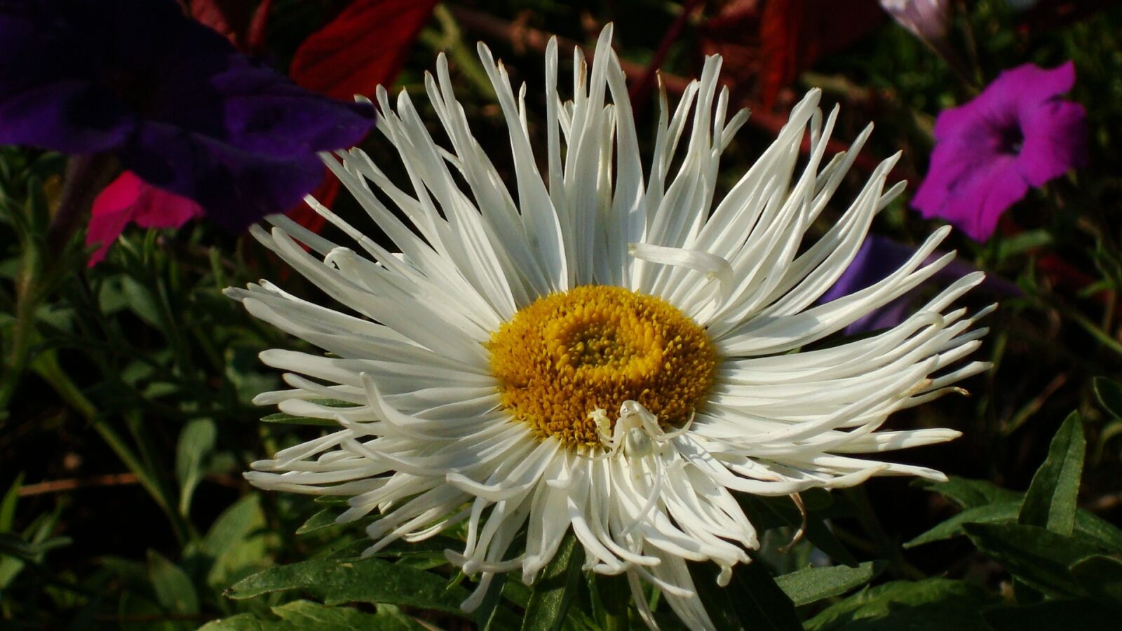 Sony DSC-W80 sample photo. Istra, flower, flower bed photography