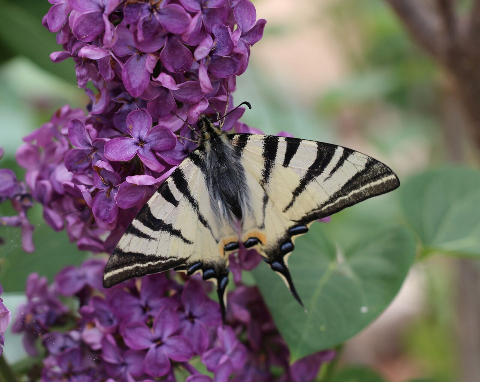 Canon EOS 700D (EOS Rebel T5i / EOS Kiss X7i) + Canon EF 50mm F1.8 STM sample photo. Nature, flower, butterfly photography