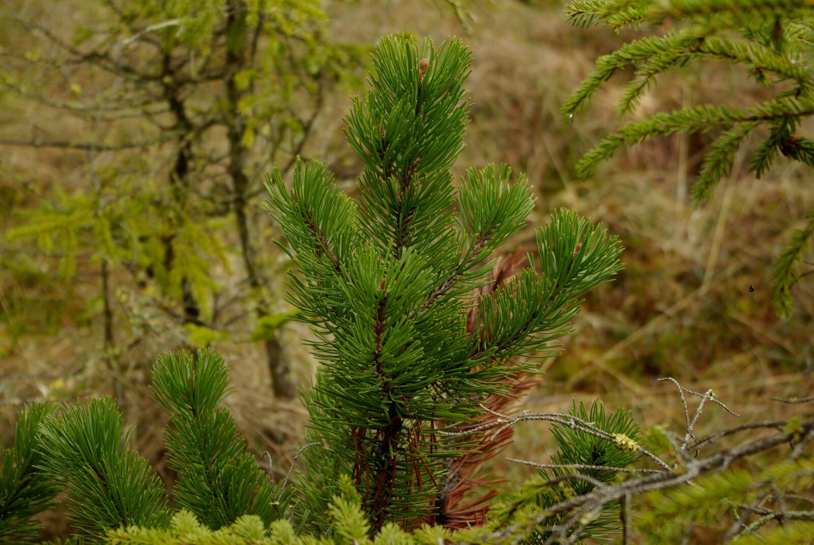 Samsung GX-10 sample photo. Pine, nature, mountain pine photography