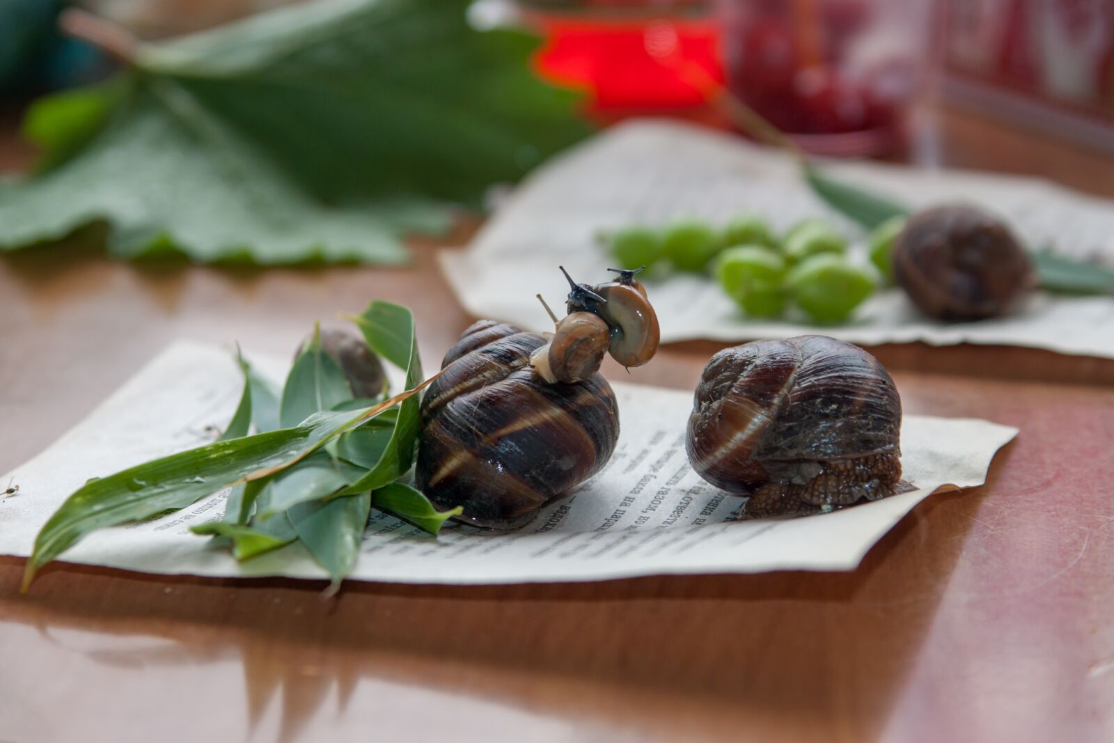 Canon EOS 500D (EOS Rebel T1i / EOS Kiss X3) sample photo. Snails, reproduction, snail photography