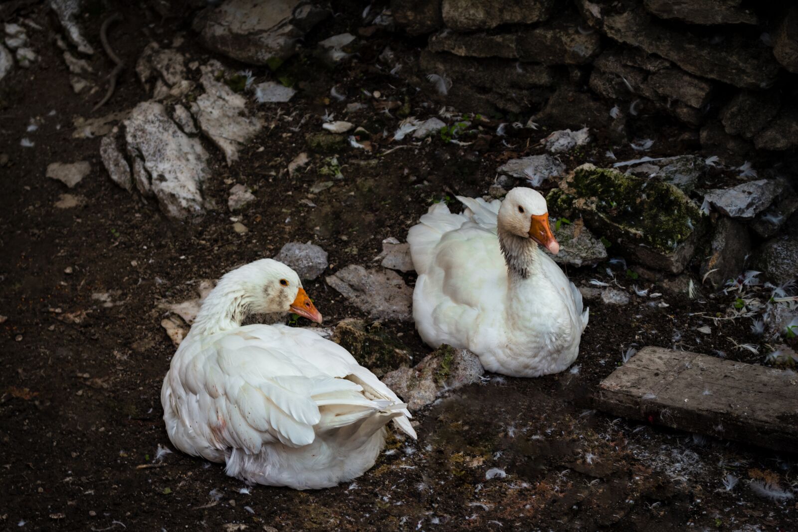 Canon EOS 1300D (EOS Rebel T6 / EOS Kiss X80) sample photo. Oca, duck, the ducks photography