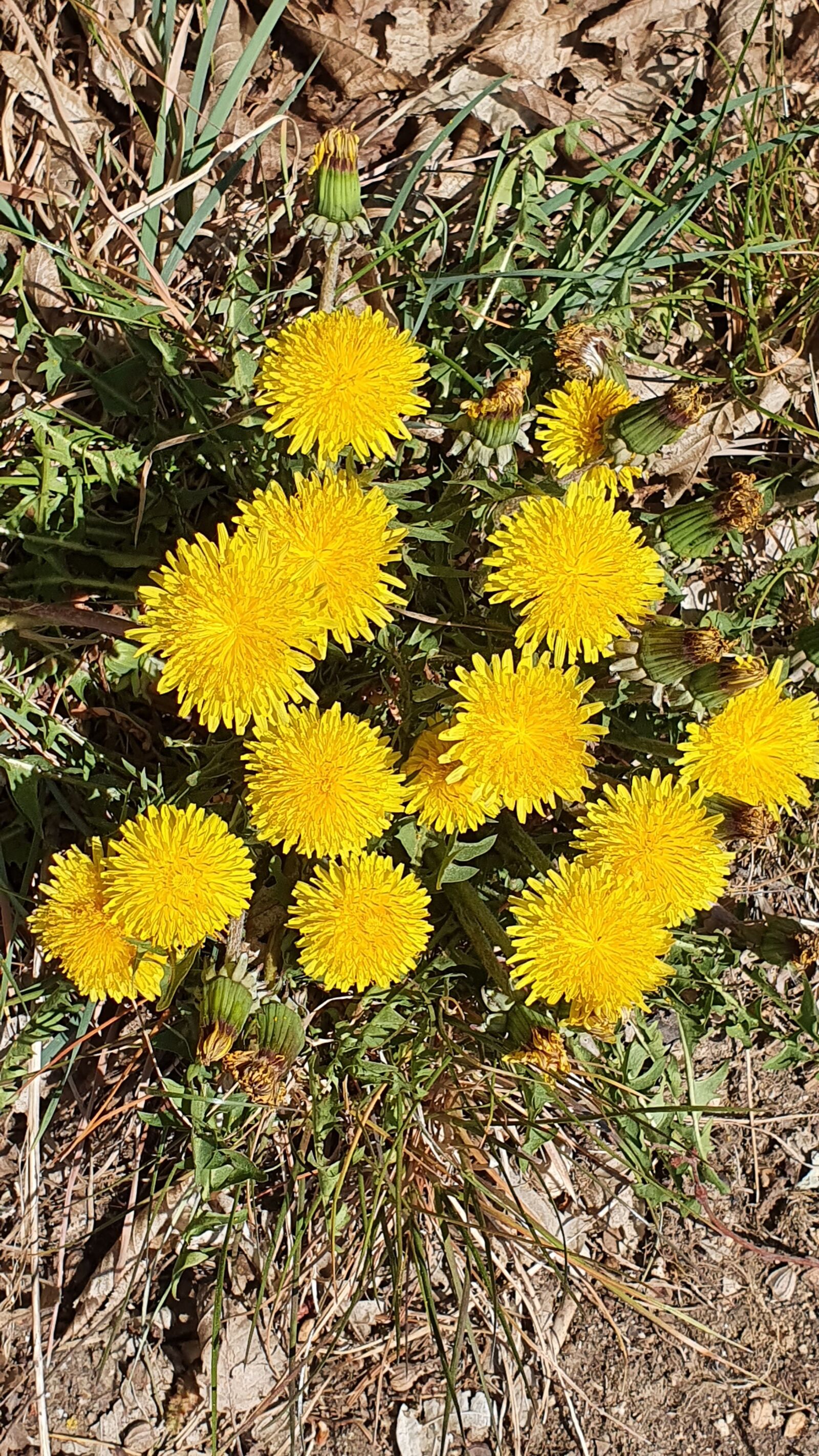 Samsung Galaxy S10+ sample photo. Dandelion, flowers, yellow photography