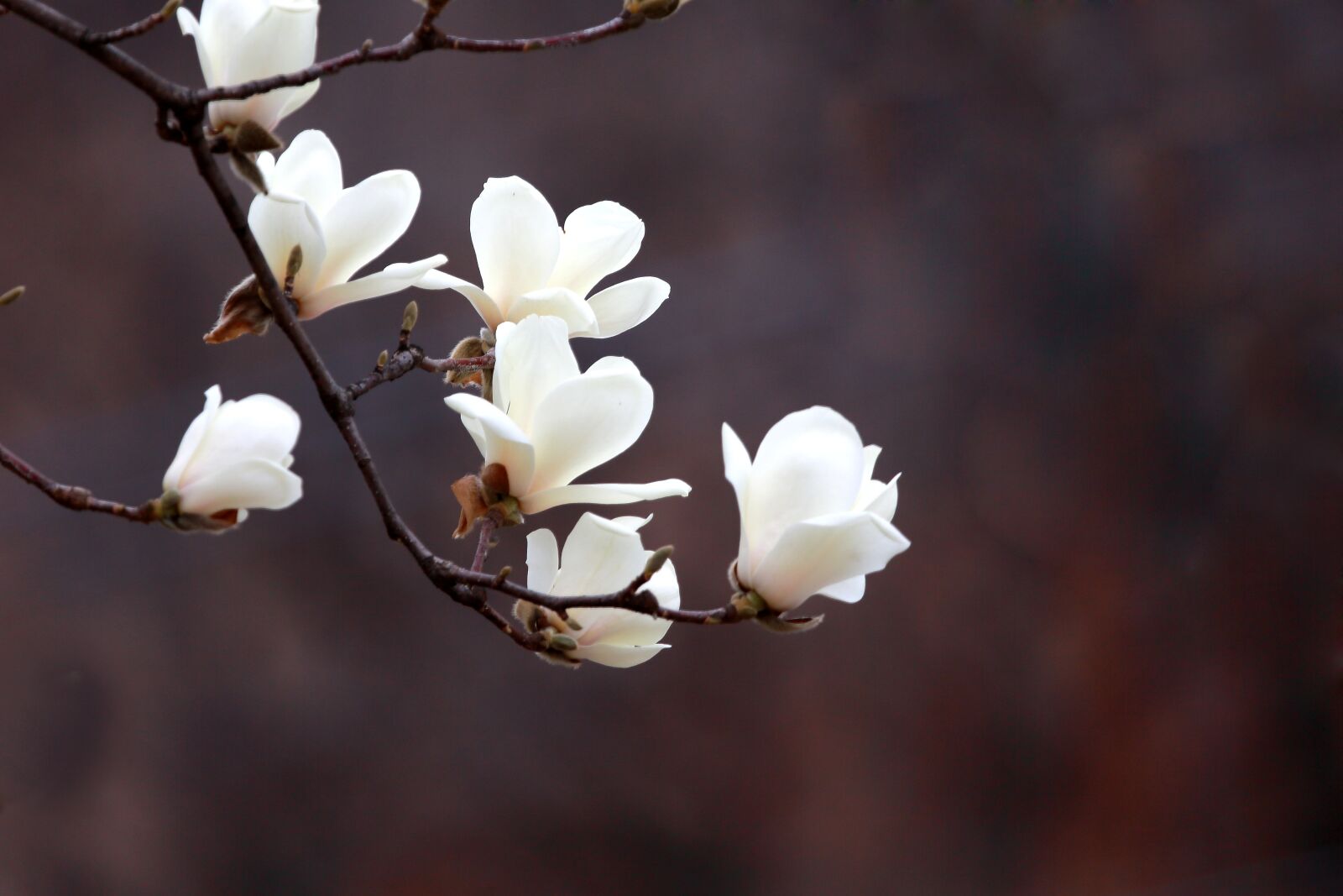 Canon EF 100-400mm F4.5-5.6L IS USM sample photo. Nature, wood, flowers photography