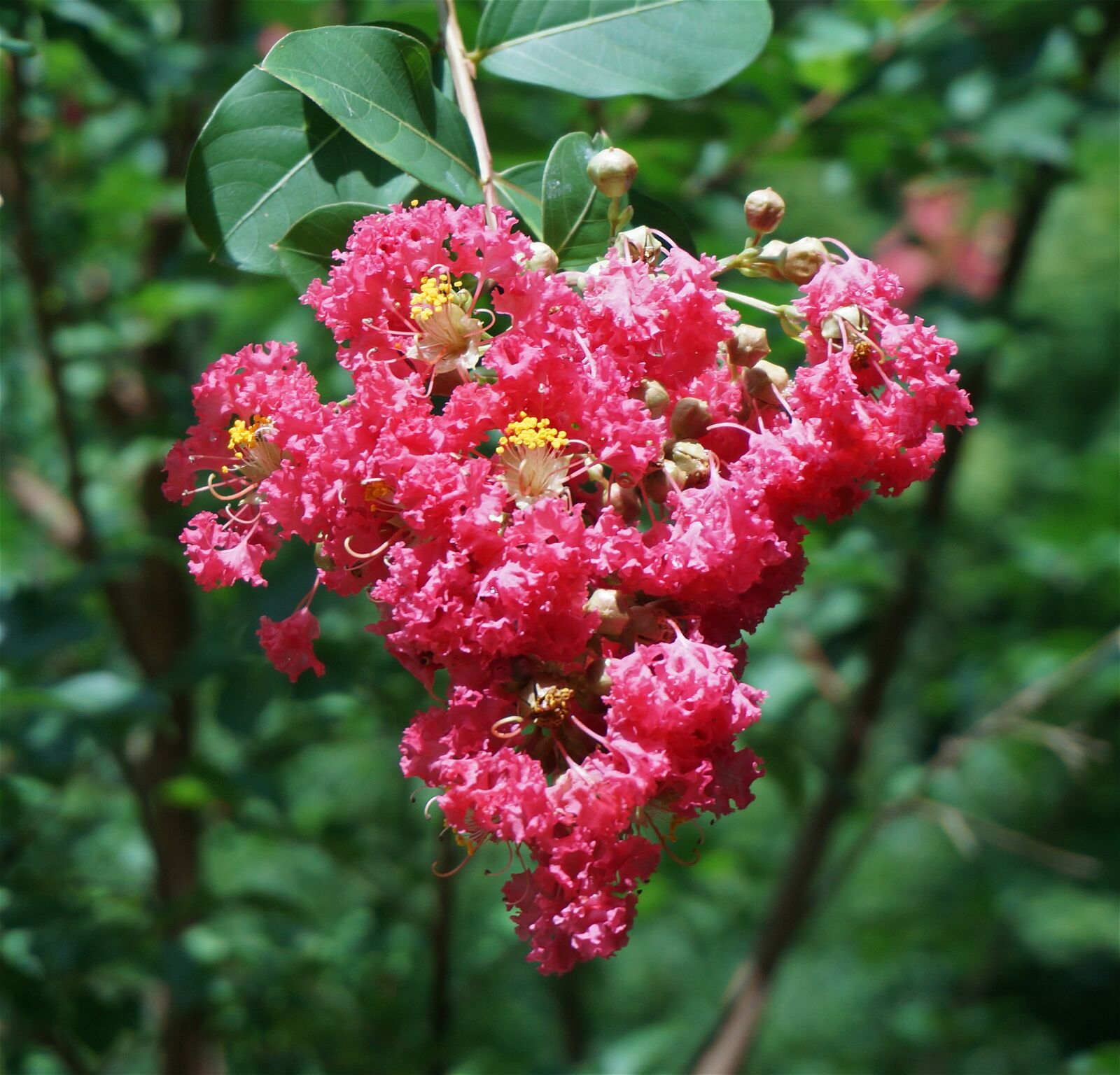 Sony Alpha NEX-5T sample photo. Crepe myrtle after the photography