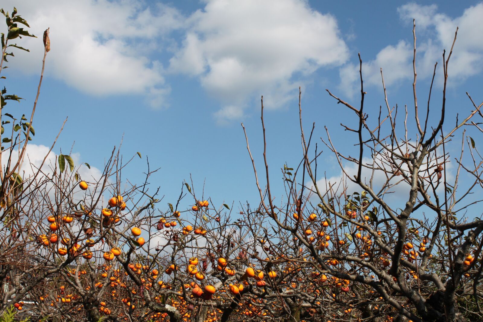 Canon EOS 500D (EOS Rebel T1i / EOS Kiss X3) sample photo. Khaki, blue sky, arashimaya photography