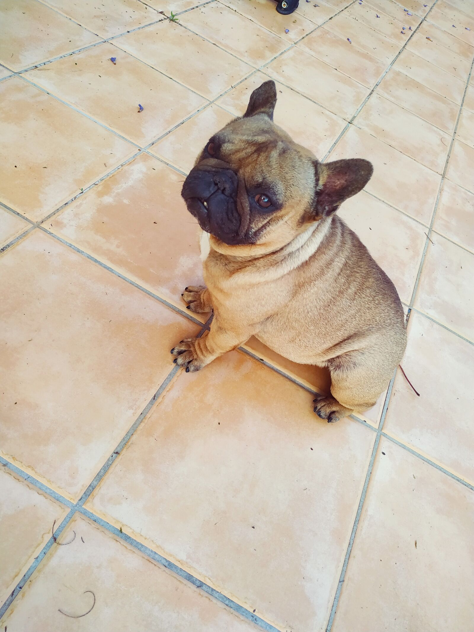 Xiaomi Redmi Note 6 Pro sample photo. Bulldog, french, dogs photography